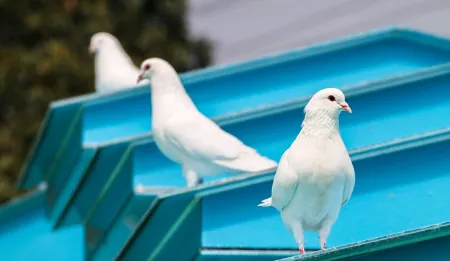 消之宝 消之宝